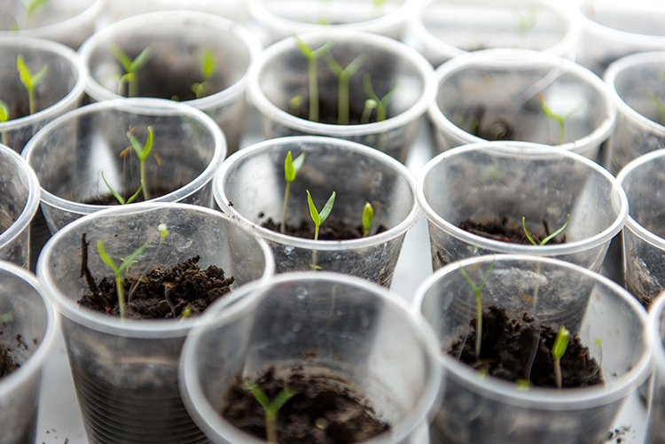 organic planting soil